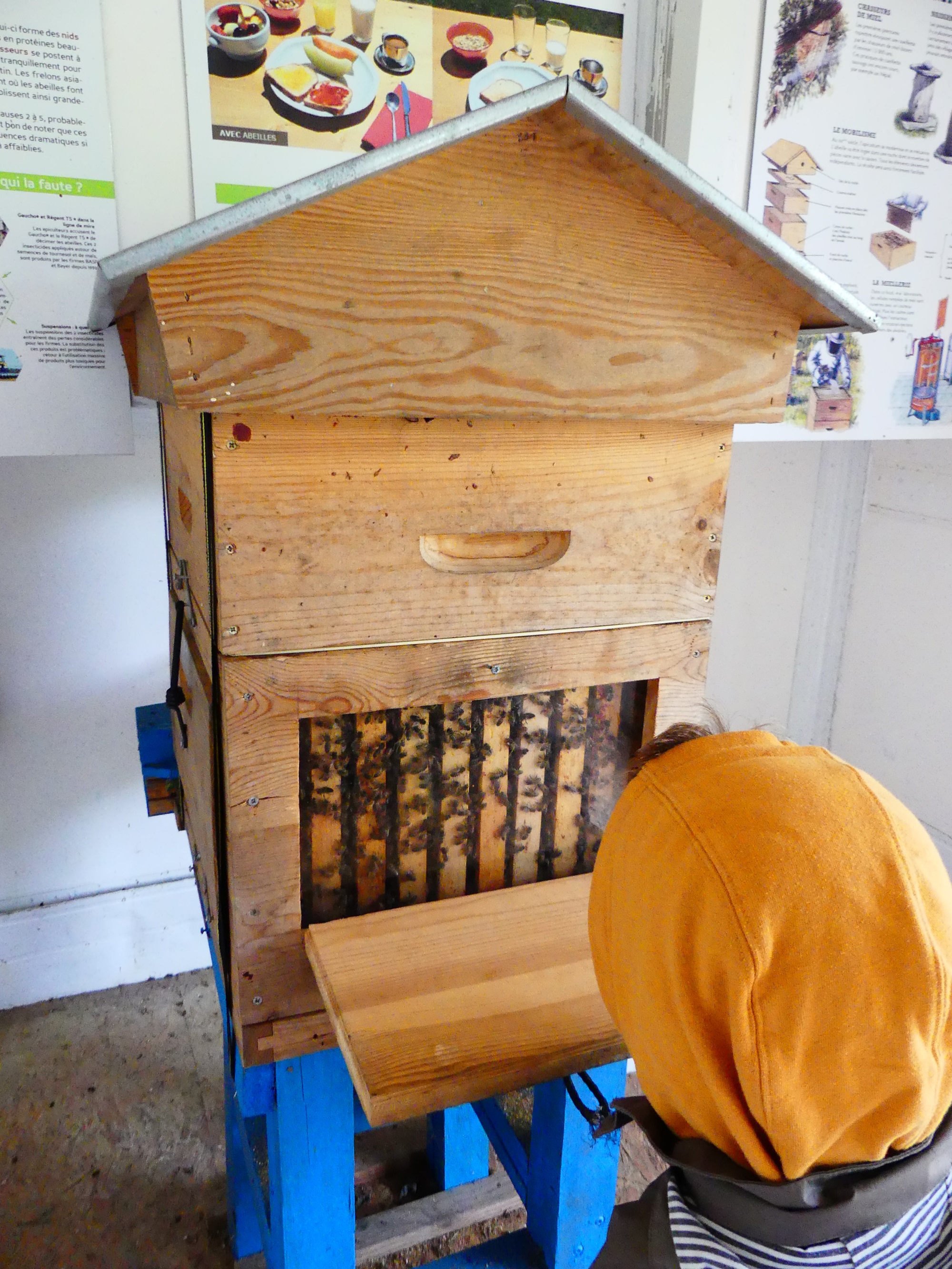 D&eacute;couverte de la ruche