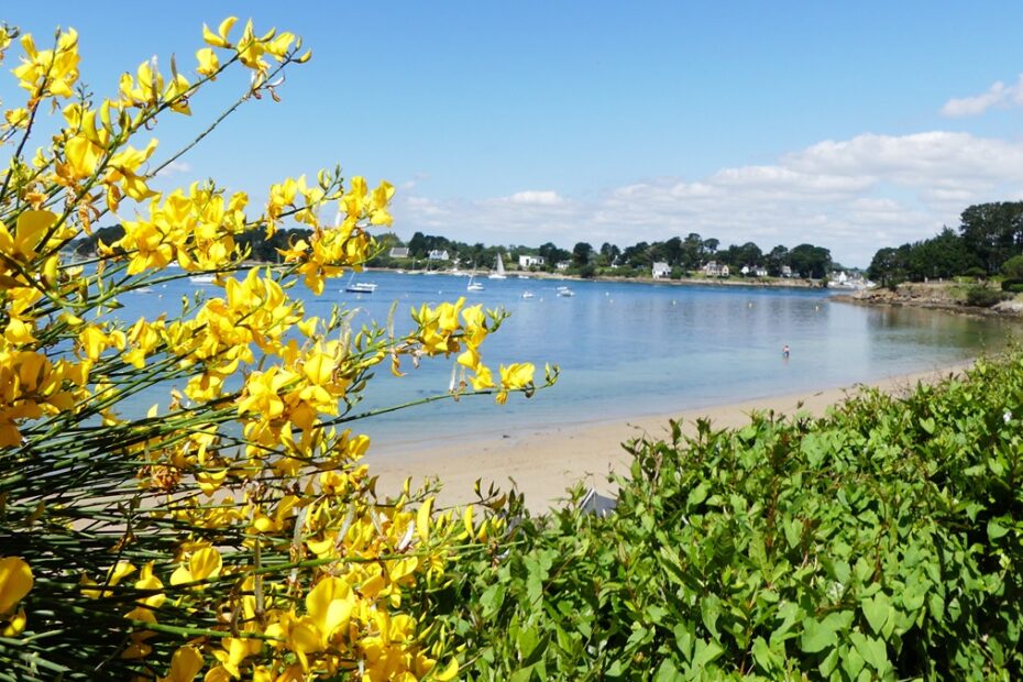 flore de bretagne