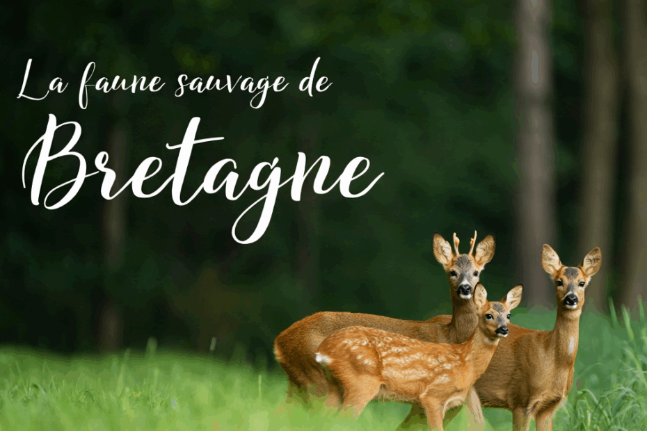 guide animaux sauvages bretagne