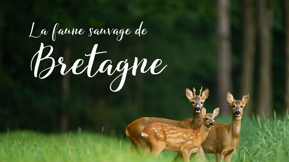 guide animaux sauvages bretagne