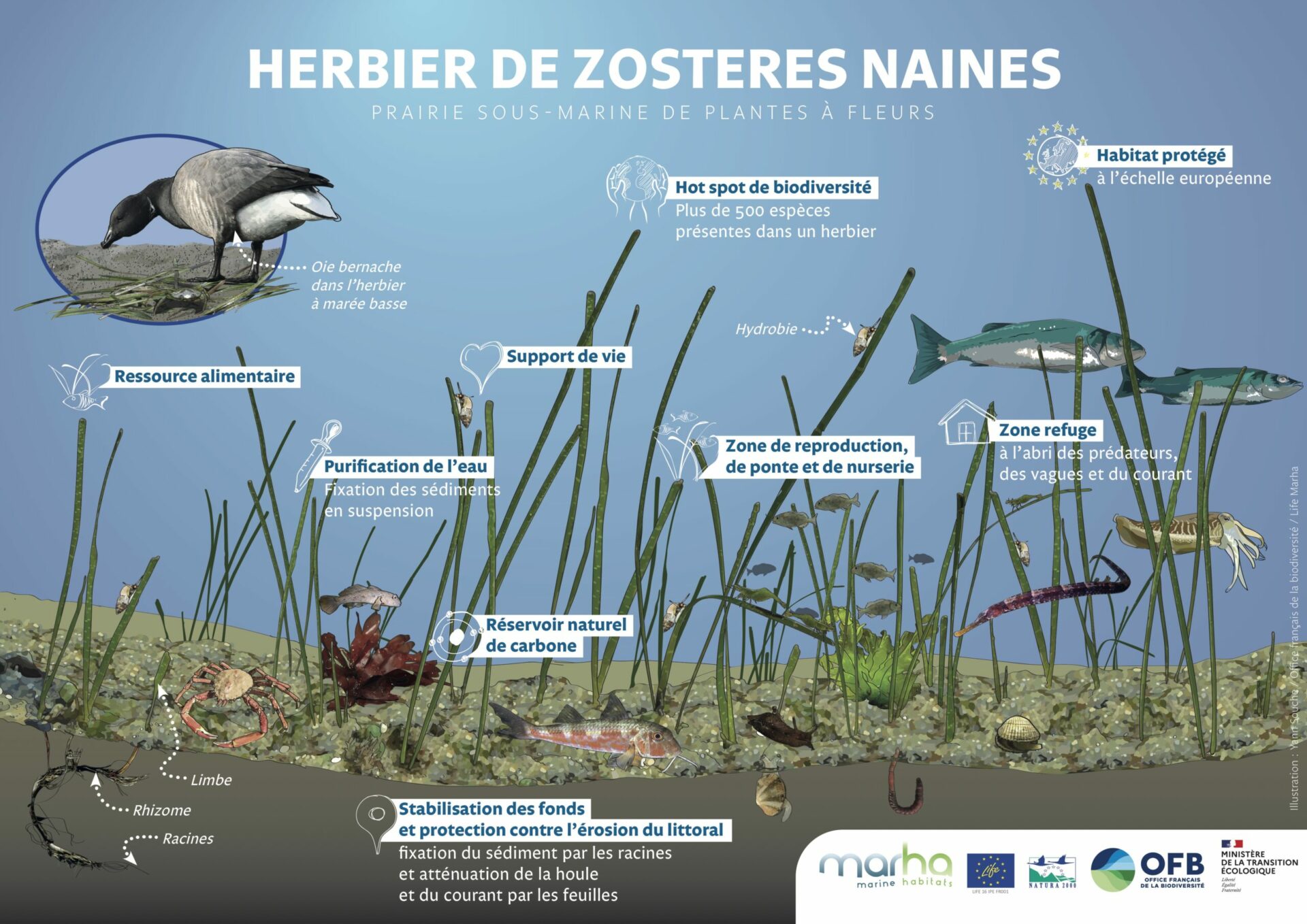 Reconnaître les oiseaux du littoral - Golfe du Morbihan