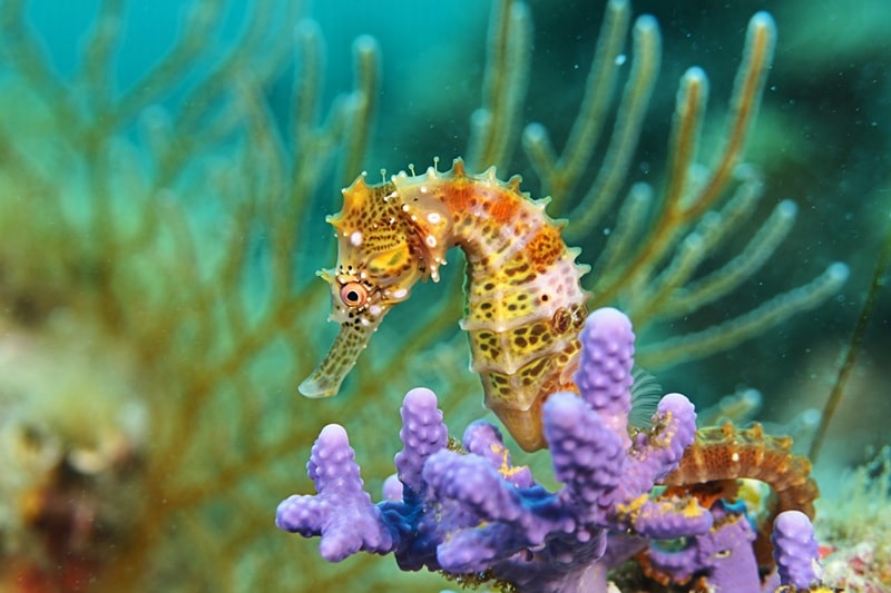 Hippocampe