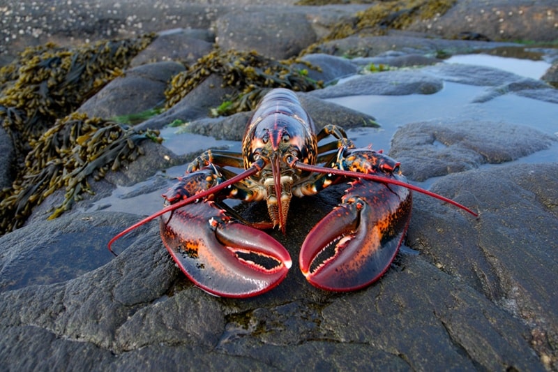 Homard