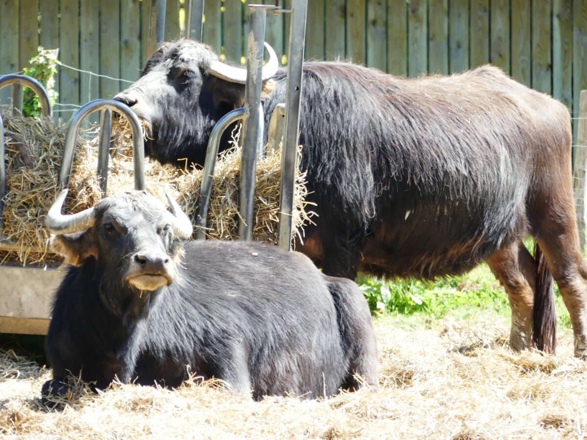 Enclos et prairies du parc animalier