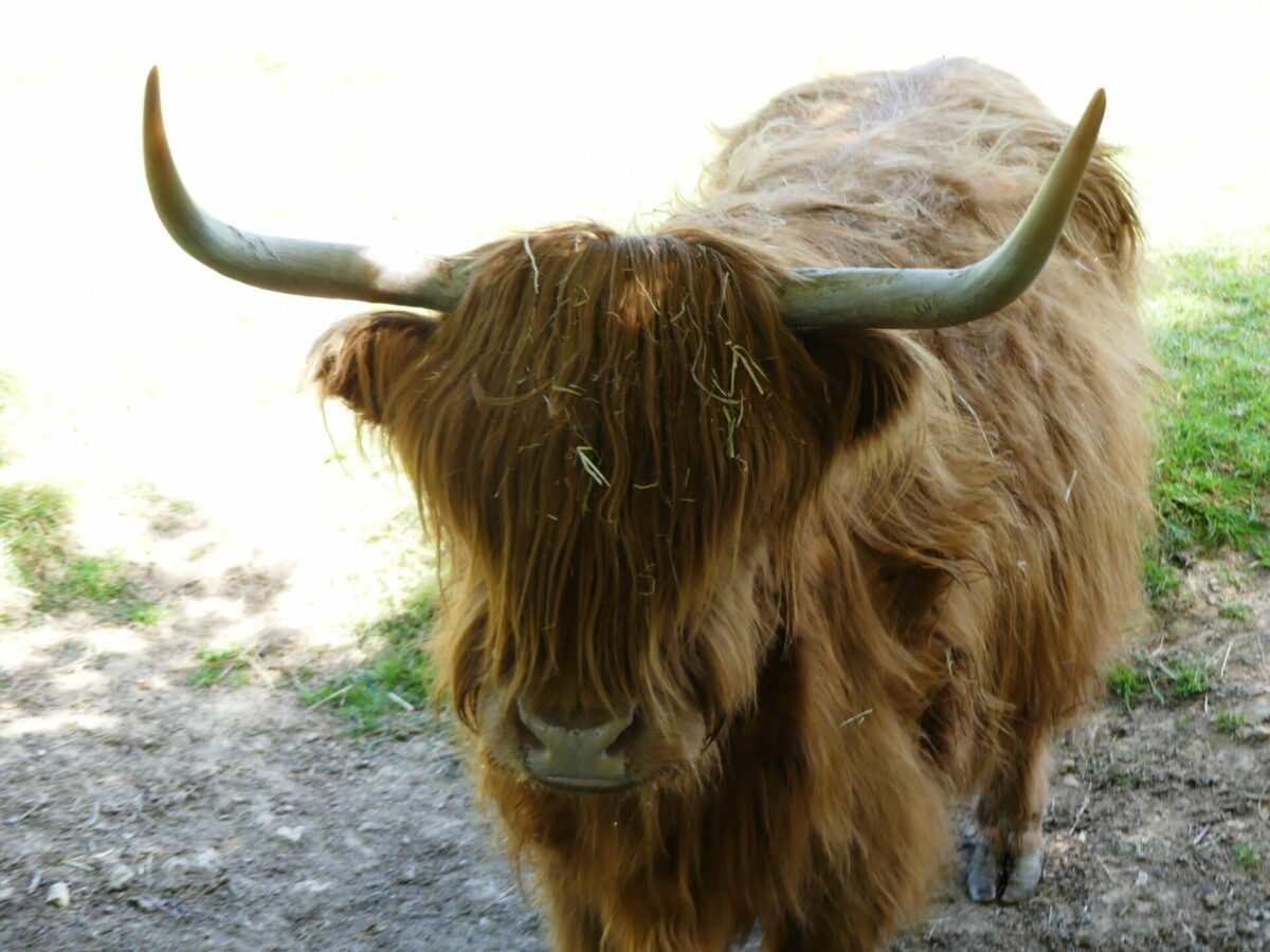 Vue du parc animalier de Carentoir