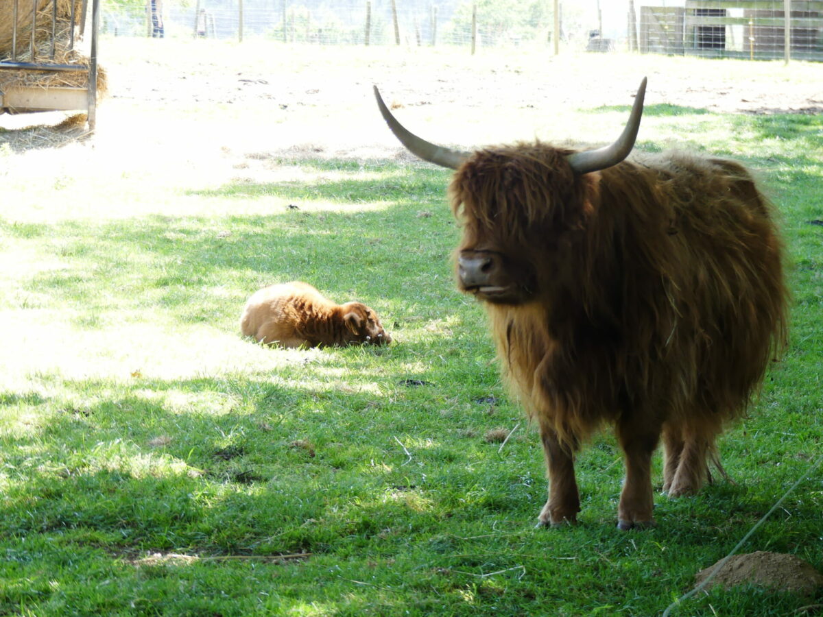Vue du parc animalier de La Ferme du Monde à Carentoir