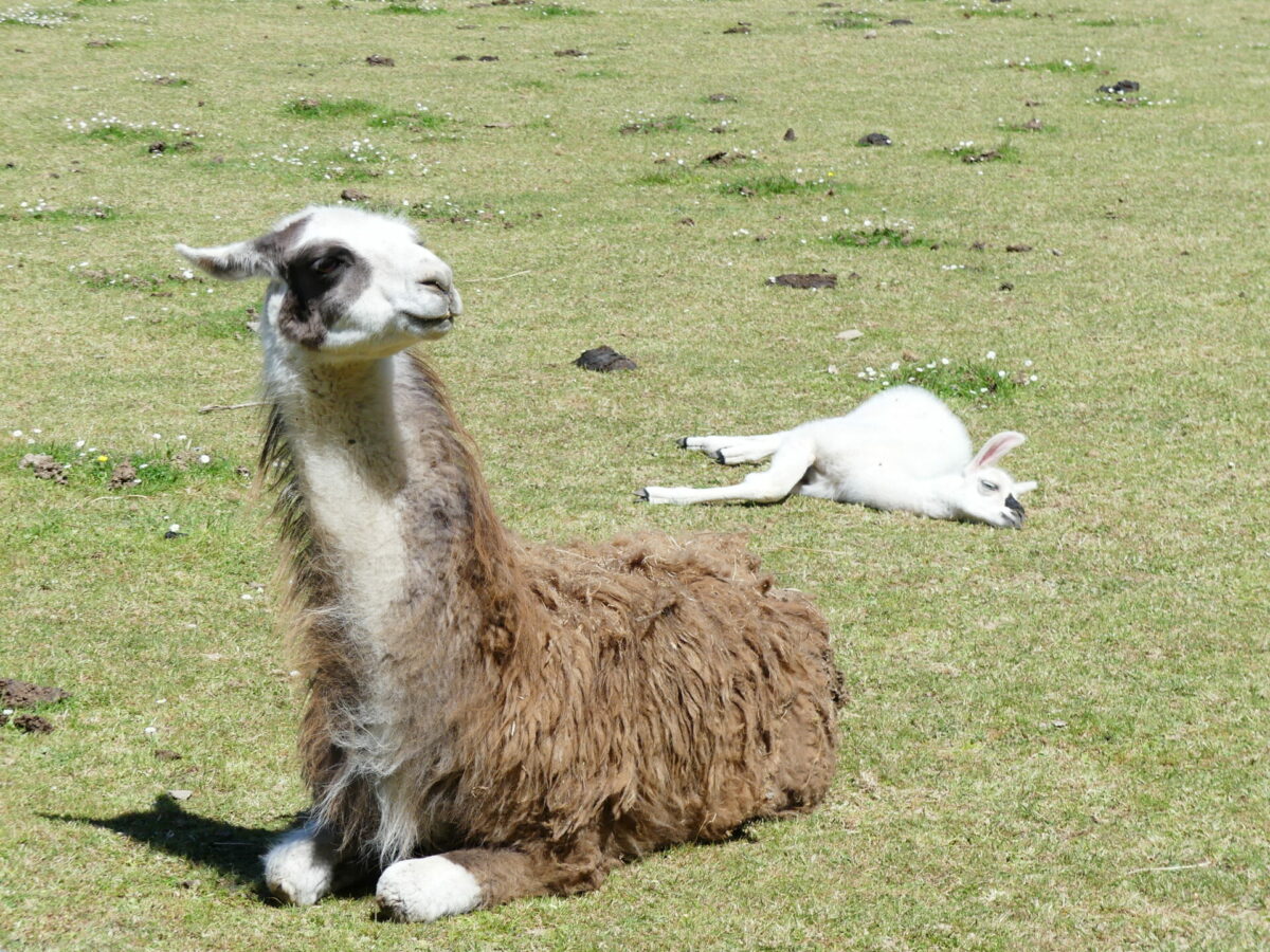 Animaux en semi-liberté à La Ferme du Monde