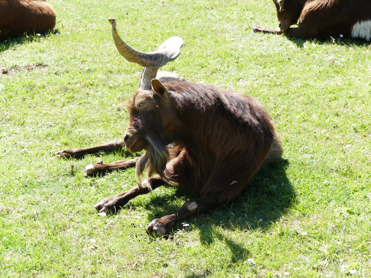 Animaux et allées boisées de La Ferme du Monde à Carentoir