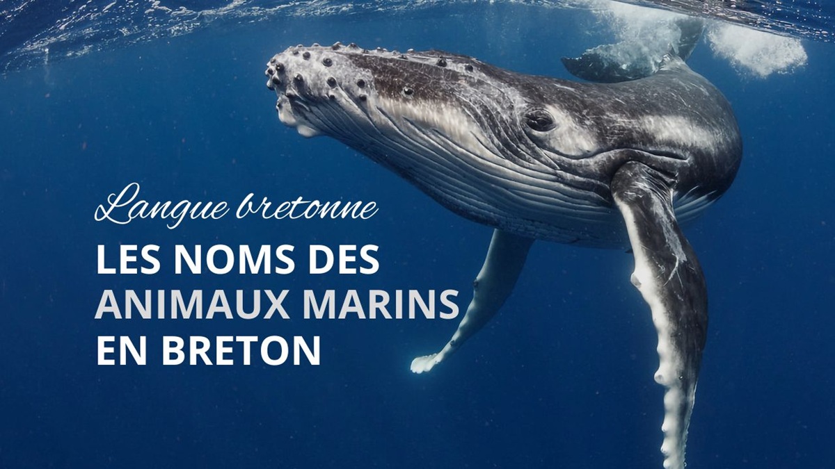 les animaux marins en breton