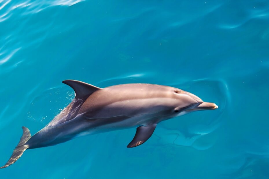 mammiferes marins bretagne