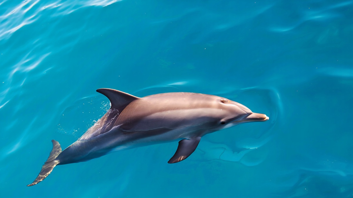mammiferes marins bretagne