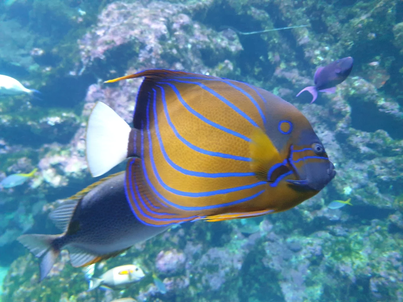 Océanopolis à Brest, centre de découverte des océans avec pavillons Bretagne, Tropical et Austral