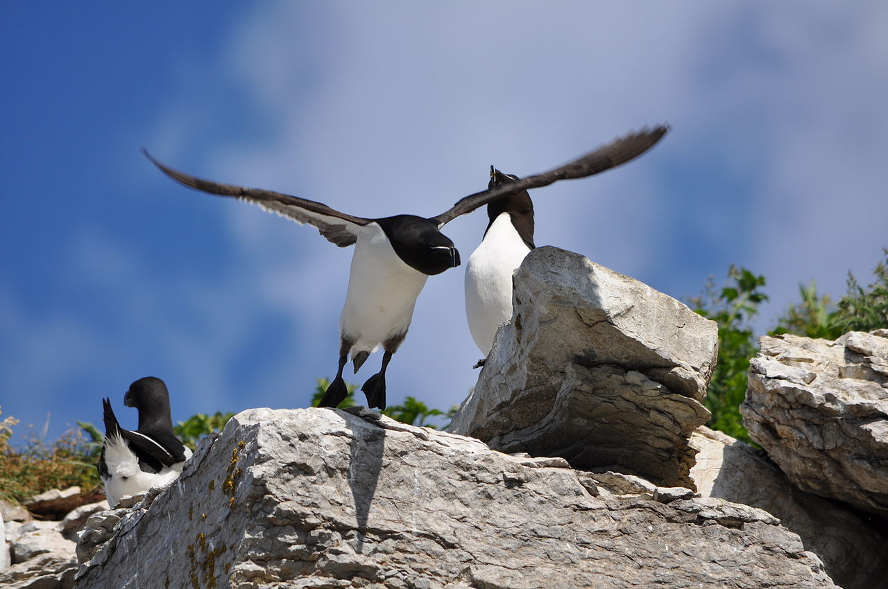Pingouin Torda
