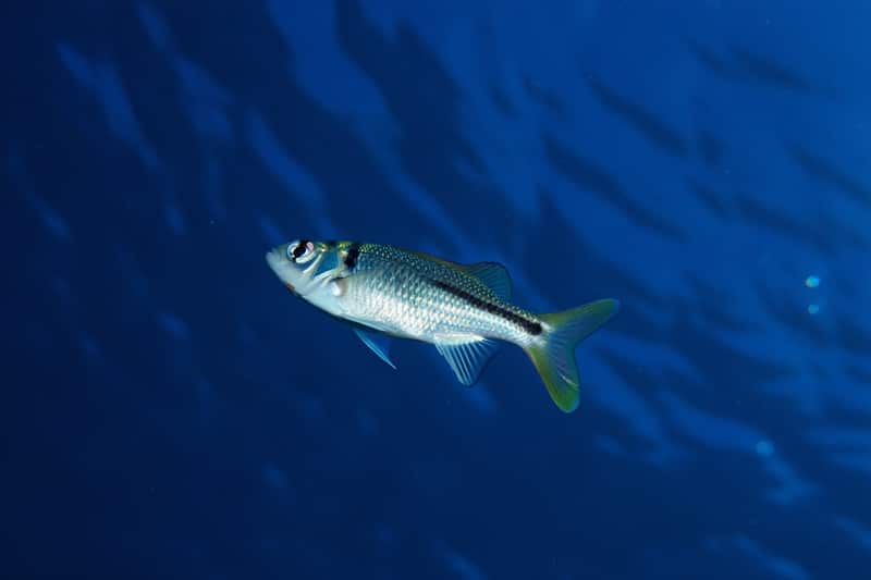 Poisson