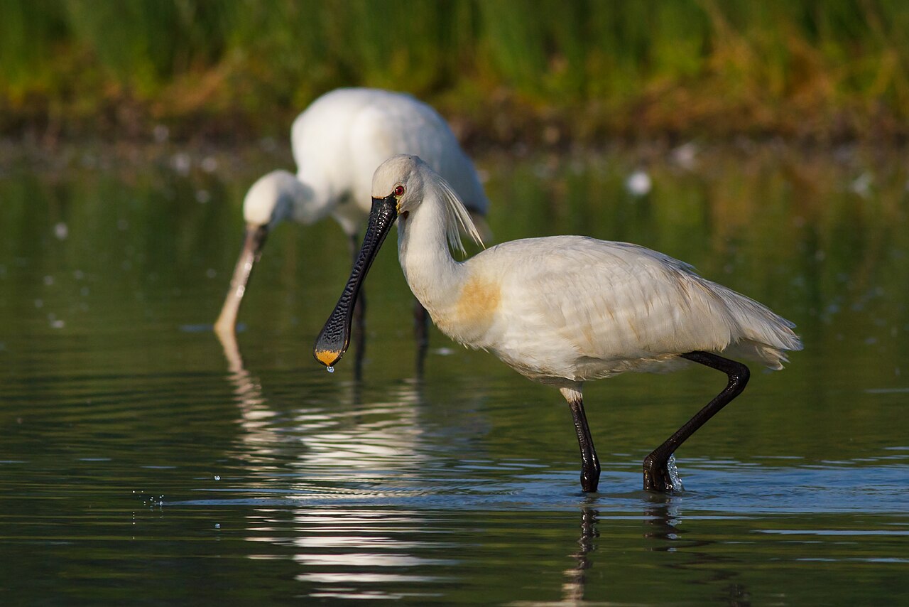 Marais du Duer — réserve ornithologique de Sarzeau, Golfe du Morbihan