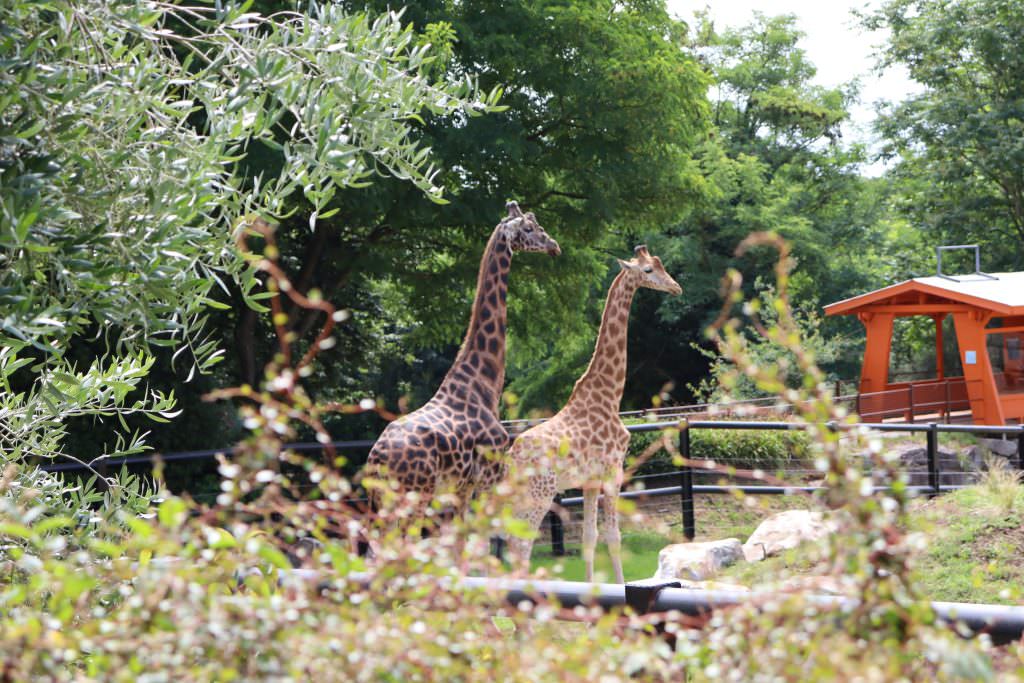 Parc animalier Les Terres de Nataé à Pont-Scorff, animaux sauvages menacés en forêt bretonne
